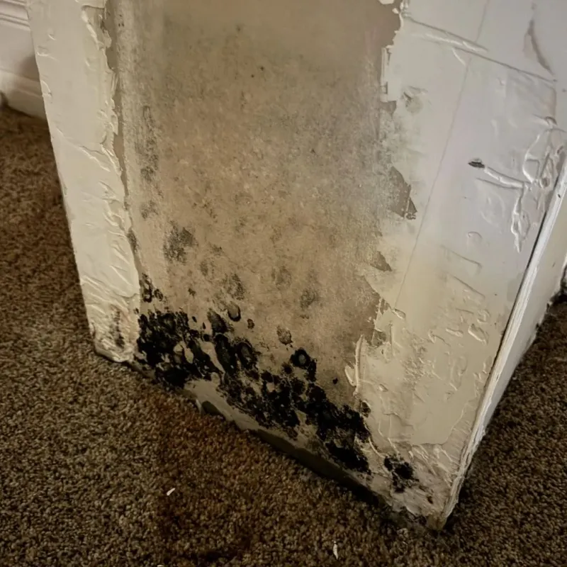 Professional Mold Removal in Milledgeville, GA